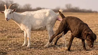 Guy Comes Home From Work With A Stray Dog |The Dodoo🥰,bdb