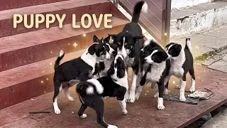 Sweetest Mother Dog and Her Seven Little Angels! 🥰