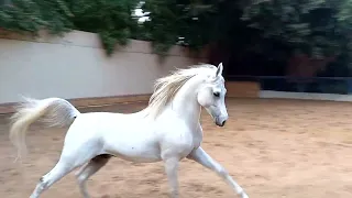 Hot🔥Arabian🔥 Horse🔥