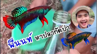 พี่นนท์ไปหาปลากัดป่าภาคใต้ #ฝากติดตาม #ช่องยูทูป #พี่นนท์ #ปลากัด #ปลากัดป่า #viral