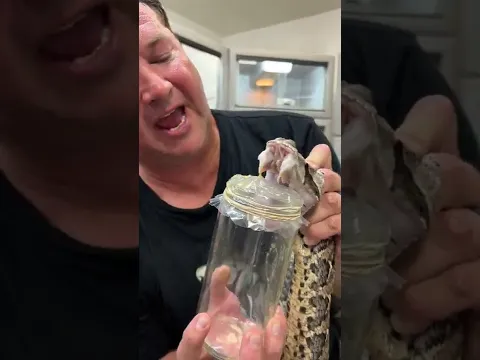 Deadly Snake Venom Milking! #shorts