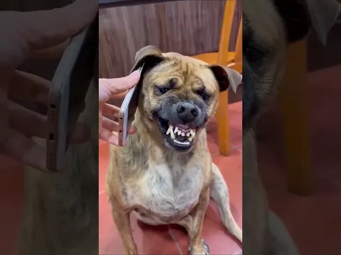 bad dog 🐕