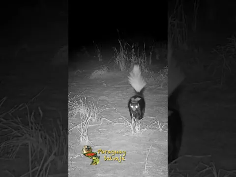 Curioso jaguanê o zorrino