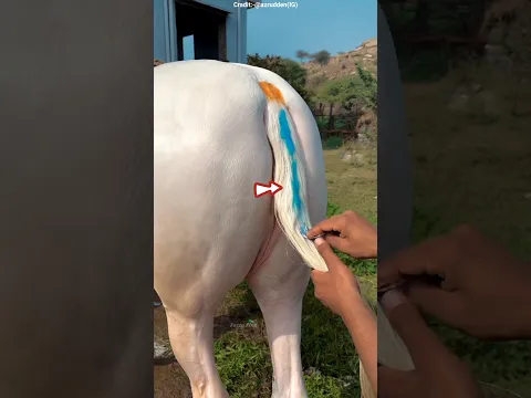 Sheikh Got Angry… But This Horse Shampoo Trick Won Gold 😱🐎 #shots #facts
