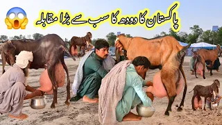 2026 Highest Miking Goats Milk Competition University of Agriculture faislabad 2025 Pakistan