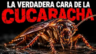 Por Qué Este Animal Te Podría Salvar La Vida — La Cucaracha