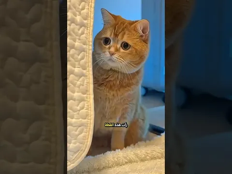 تضحية القطة ليتوقف الطفل عن البكاء! 🥺🐱