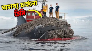 এক বাচ্চা তিমি কান্না করে মানুষের সাহায্য চাইলো! Whale's Body Was Covered in Thousands of Barnacles