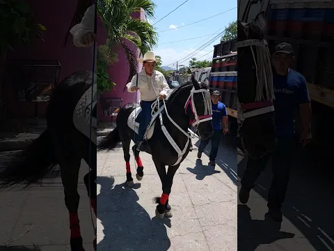 Un pequeño Jinete en su belleza Caballo #elsalvador #parati #2024