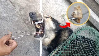 A stray dog with a bone lodged in its mouth was saved.