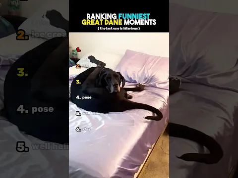 Ranking Funniest Great Dane Moments