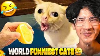 World’s *FUNNIEST* CAT's ON INTERNET 😂 | POMPU'LA TIDE PT02