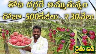 డ్రాగన్ ప్రూట్.. తొలి ఏడాది ఎకరానికి లక్షన్నర రాబడి | Dragon Fruit | తెలుగు రైతుబడి