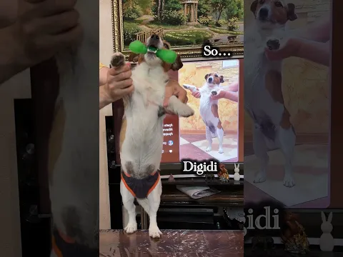 #dog #dancingdog #pets #dogshorts #doglife #doglove
