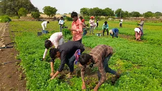 नाद कोथिंबीर चा उग नाई माय