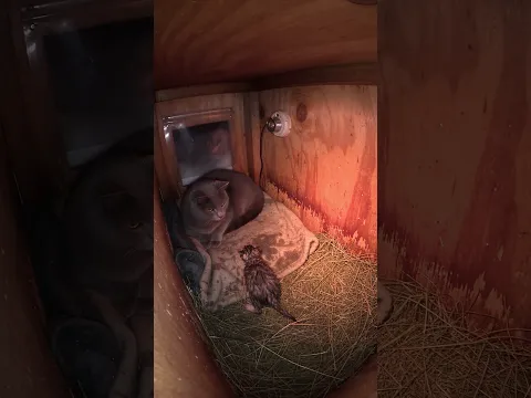 Something Tiny Crawled In From The Cold… Watch What The Big Cat Does