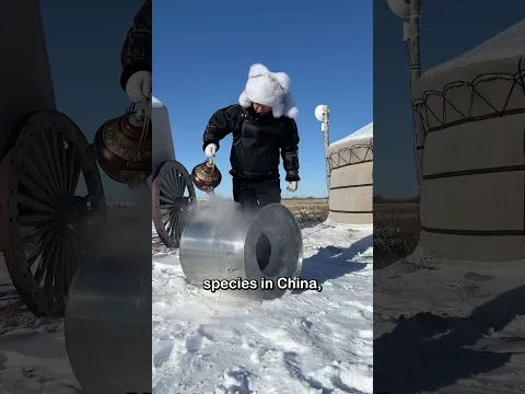 In Mongolia, food left outside in winter is highly likely to be stolen by wild animals #shorts