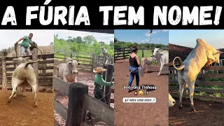 NELORE PEGADOR, FURIOSO e DESTRUIDOR: conheça o lado sombrio do Nelore sendo Nelore.