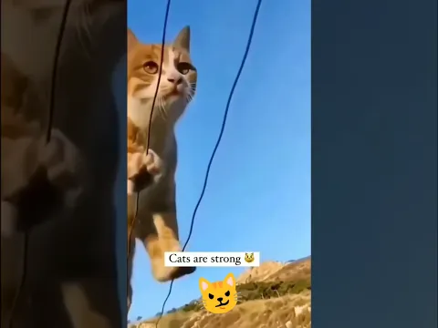 cats😂😎 #shorts#comment#subscribe#funny#videos#cat#comments