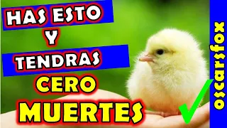 ✌️  Secretos para criar pollitos sin muertes ❤️❤️❤️ Como criar pollitos