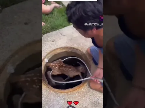हिरण आदमी के घर क्यों आने लगा #short @GlobalBlend01 #animals
