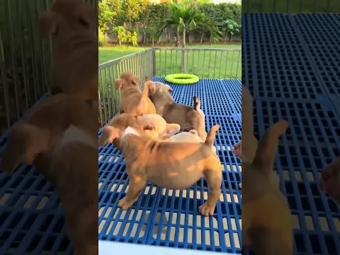suscribete por favor 🙏 #cuteanimals #pets #dog #puppy #dogs #cutedog #cute #cutecat #cutebaby