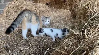 Little girl enjoys the perfect day playing with the kitten and the cat! What a perfect day