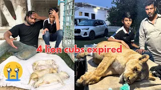 Emotional & Reflective 💔🦁"Unbearably tragic 💔🦁 Four tiny lion cubs, full of promise and innocence,