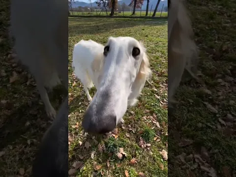 Borzoi na vida real (Cão de Focinho Longo) #borzoi #meme