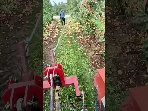 يُربطُ الحبلَ بالشجرةِ فيهزُّها: جرارٌ أحمرُ يُسقطُ التفاحَ كمطرٍ ذهبي