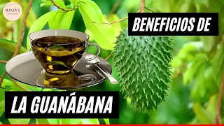 Razones para consumir y tomar la GUANÁBANA, para la salud, te sorprenderán sus propiedades !!