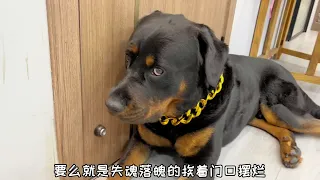 全网第一戏精狗子，一坨太可爱了！😂#罗威纳护卫犬 #狗狗 #向威和一坨【合集】