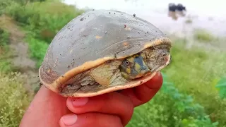 Rescue turtle 🐢 || बहुत तेज़ बारिश हुई है || 1st Vlog || Dogs Reaction || Daily vlogs ❤️