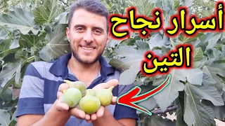 ستتفاجئ من شجرة التين اذا طبقت هذه ال5 نصائح !