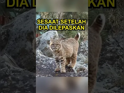 Kucing Hutan Ini Diselamatkan, Tapi…