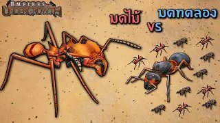 มดทาส vs มดตัดใบไม้ - Empire of the undergrowth ไทย The Other Foot