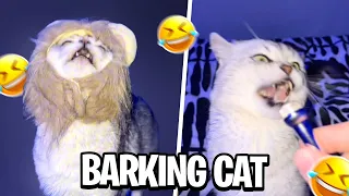 Try Not to Laugh: Deksy The Barking Cat’s Funniest Moments