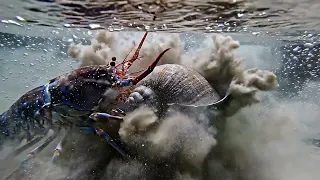 Mantis Shrimp: The Most Overpowered Animal on Earth