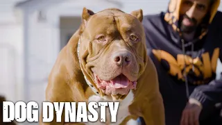 The Return Of Hulk - The World’s Biggest Pitbull | DOG DYNASTY