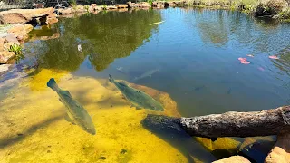 The Pet Bass Are Getting Huge!