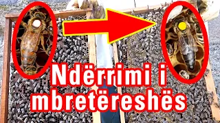 🔴Episodi 8: Ndërrimi i mbretëreshës së vjetër me te re [ Bletaria Shqip ]