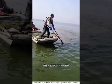 😱জাপানি মানুষদের মাছ ধরার টেকনিক। Japanese fishing technique #amazingfacts #ytshorts