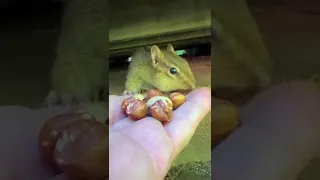 Instagram Live Chipmunksoftiktok 10-15-2023