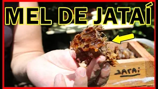 Conheça os incríveis benefícios medicinais do mel de Jataí para a saúde