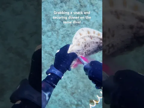 Hunting dinner with knive! #spearfishing #flounder #scallops