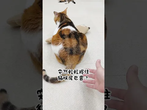 輕輕握住貓尾巴會⋯？