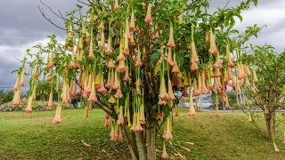 If You See This Plant Near Your House Then Call The Police IMMEDIATELY