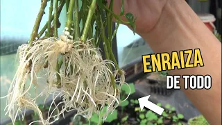 ENRAIZA CUALQUIER PLANTA RÁPIDO y FÁCIL y sin GASTAR DINERO  Esquejes de aromaticas Rosales Romero.