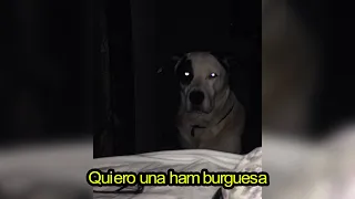 La Perturbadora Historia del Perro que Habló y Pidió una Hamburguesa