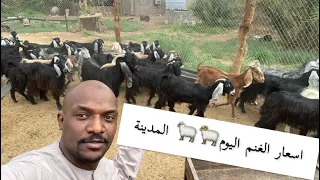 اسعار الغنم اليوم  ومعلومات عنها🐏🐏🐏المدينه المنورة